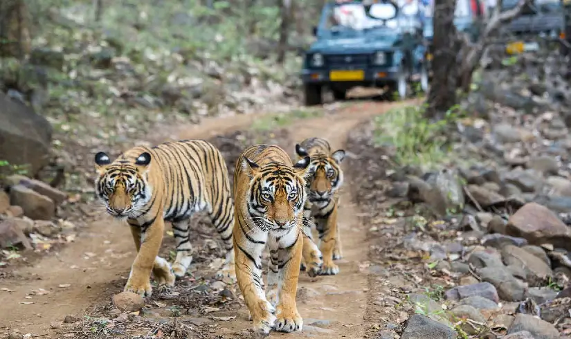 Golden Triangle Tour with Ranthambore