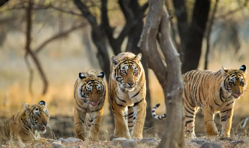 Indian Wildlife and Palaces