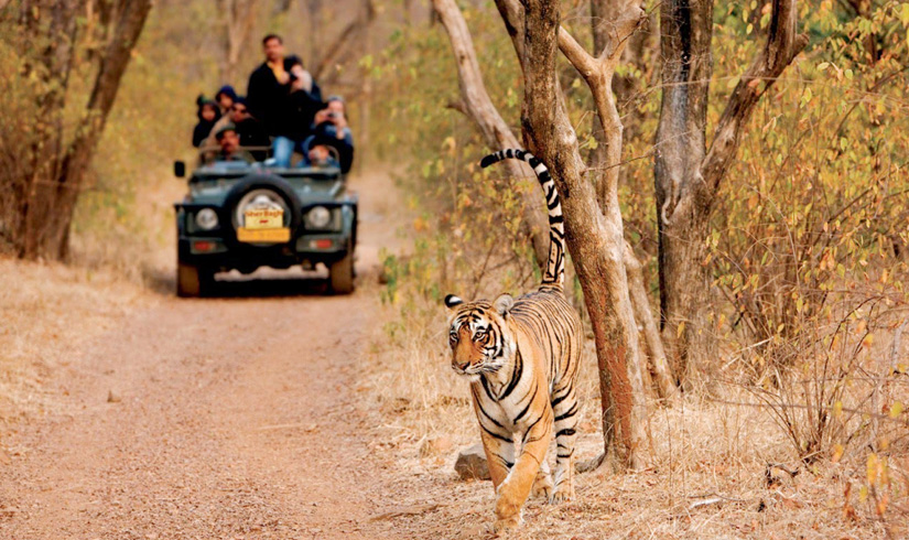 Indian Wildlife and Palaces