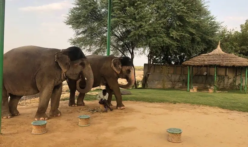 Jaipur Elephant Village Tour