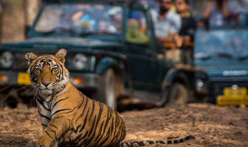 Rajasthan Tour With Wildlife Safari